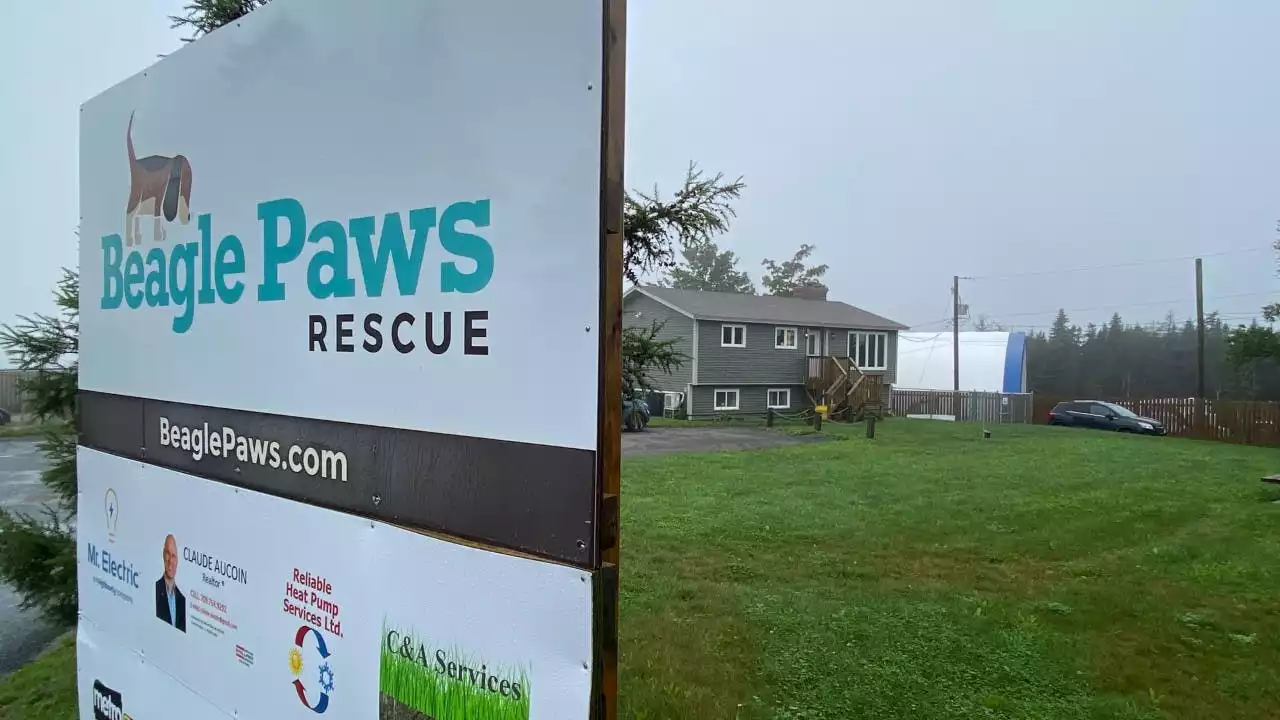 Beagle Paws Rescue relocates dogs amid flooding in St. John's region | SaltWire