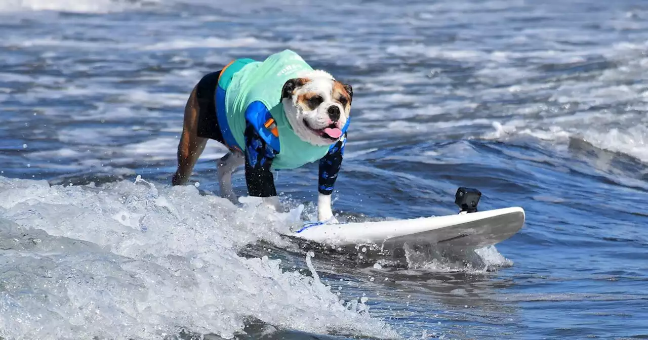 Dogs to compete for top surfer title