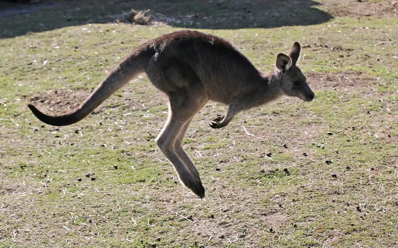 Australian Man Killed by Kangaroo in Rare Fatal Attack