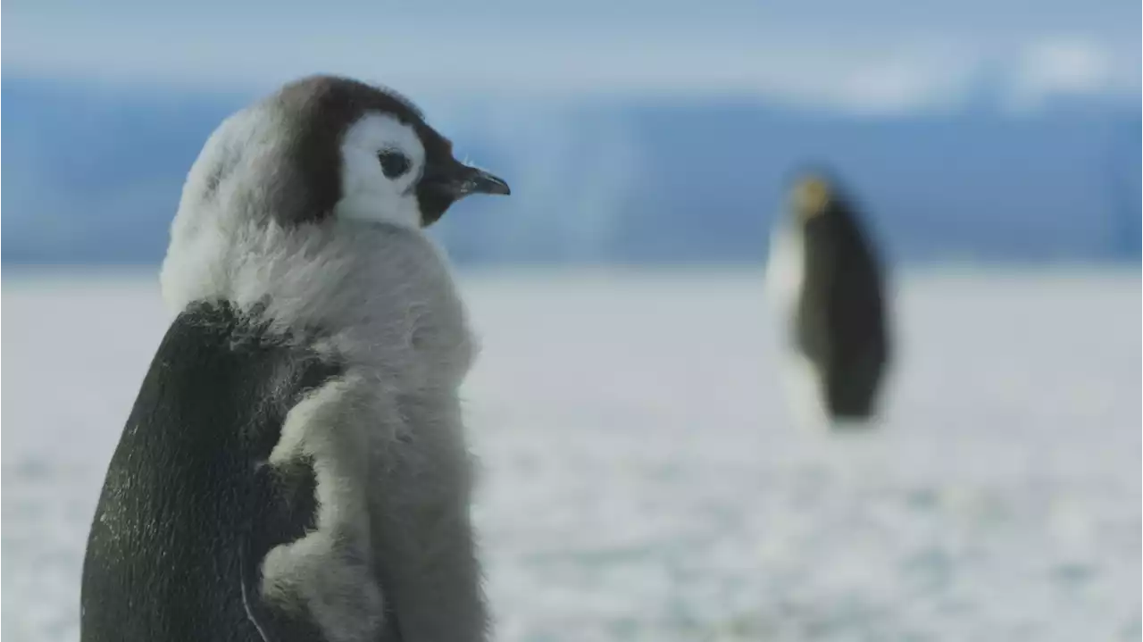 Frozen Planet II is a staggeringly beautiful call to arms against climate change