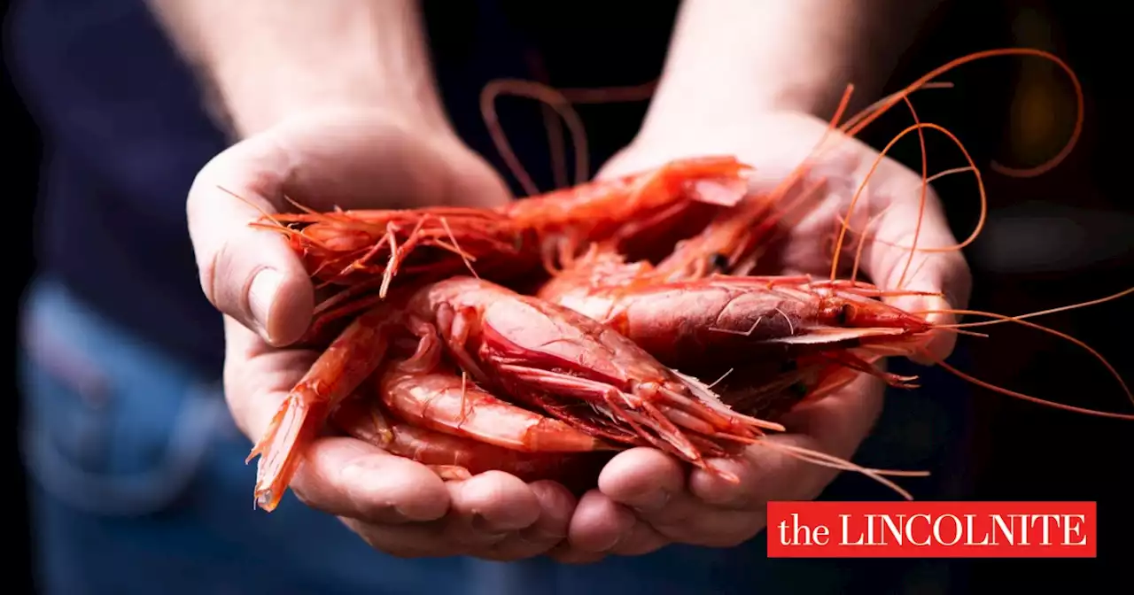 New South Holland King Prawn hatchery could reduce environmental impact of imports