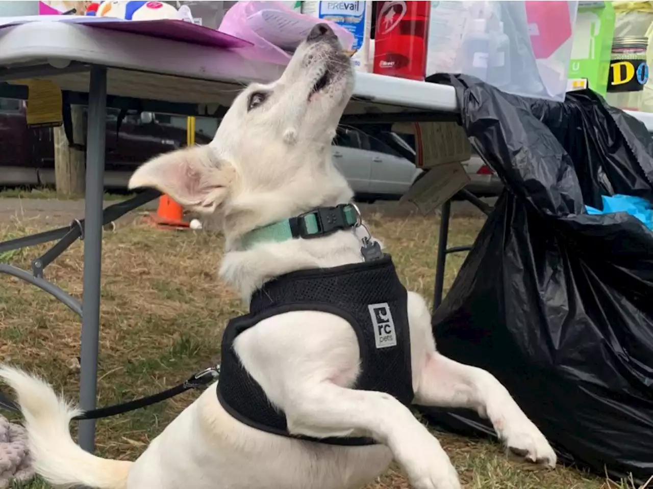 Free vaccination clinic for puppies as deadly Parvovirus kills three