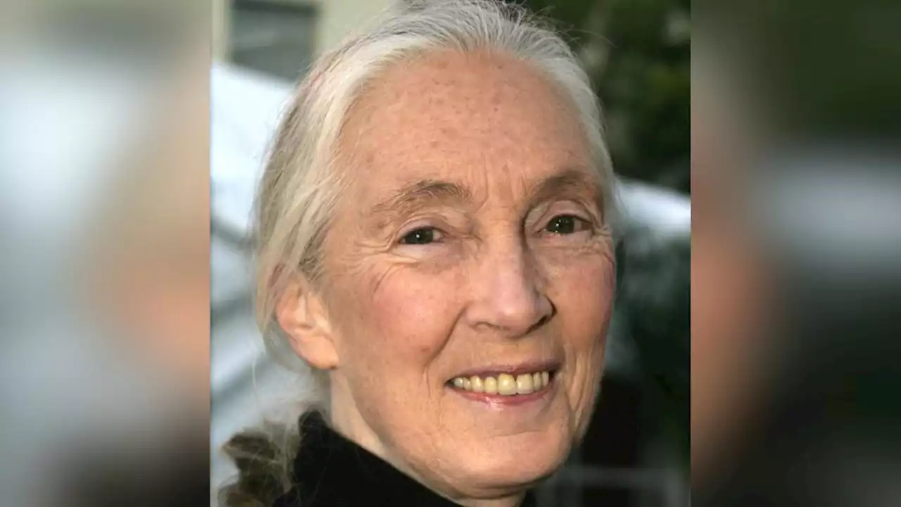 Primatologen Jane Goodall advarer: »Hvis vi fortsætter på denne måde, udsletter vi os selv«