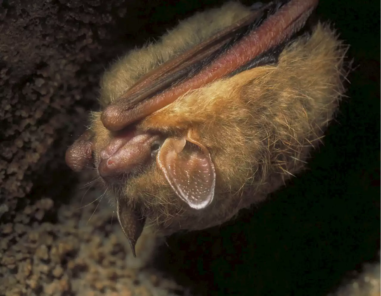 A deadly fungus is driving these bats near extinction, government says