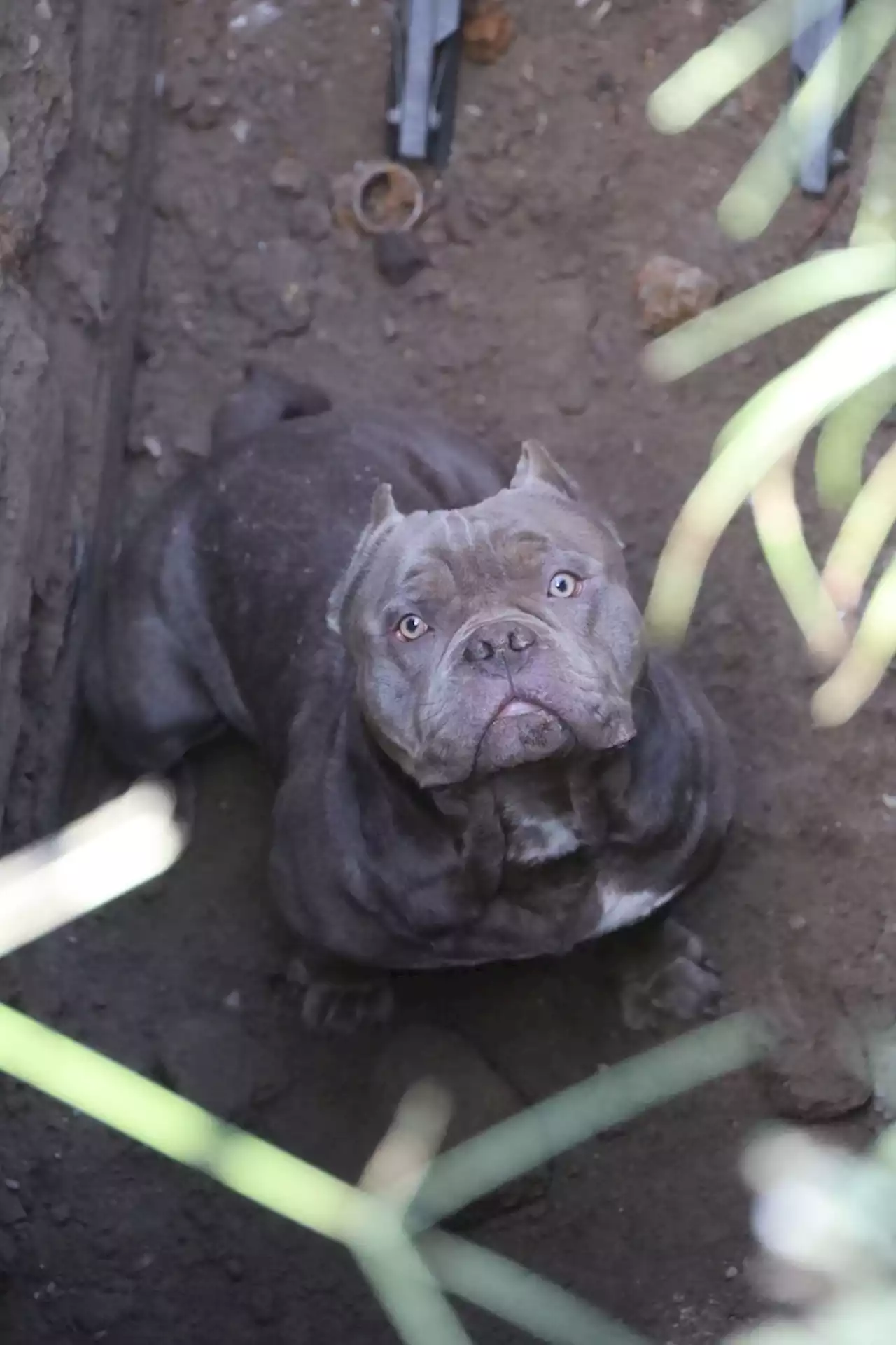 IFD crews rescue dog from 12-foot trench