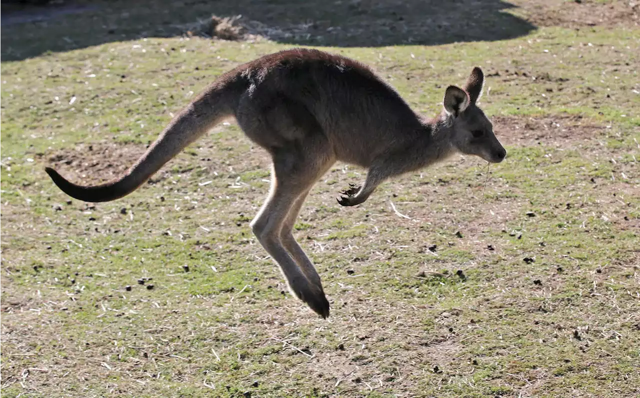 Australian man killed by kangaroo in rare fatal attack