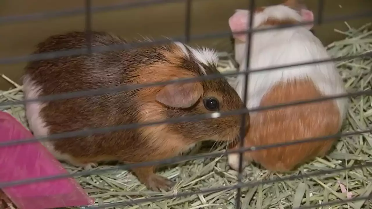 Guinea pig crisis: NYC shelters overwhelmed with pandemic pet purchases