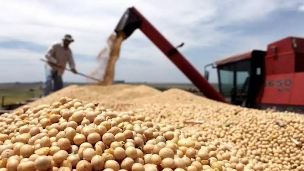 Productores vendieron más de 6,5 millones de toneladas de soja en siete ruedas