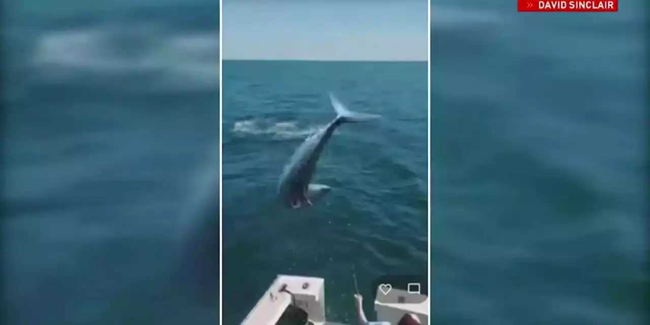 CAUGHT ON CAMERA: Airborne shark lands on teen fishing in boat