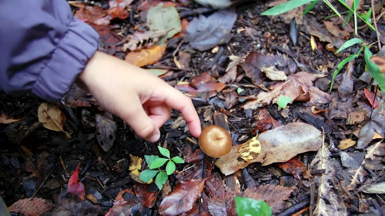 Que faire si mon enfant touche ou mange un champignon toxique?