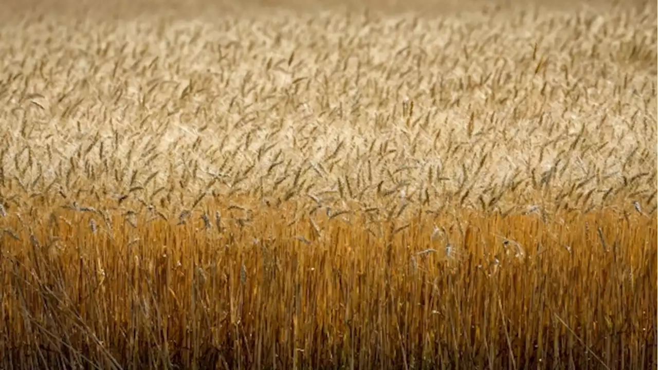 Canadian crop yields to rise in 2022 as farmers recover from last year's drought - BNN Bloomberg