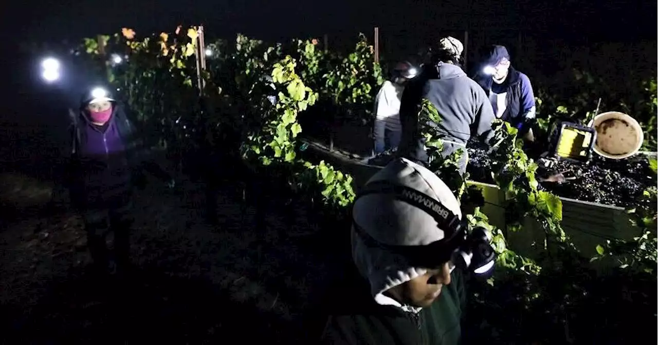 Hot weather pushes up wine grape harvest in northern Santa Barbara County