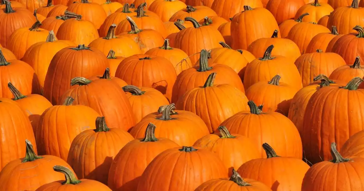 Long-standing pumpkin patch in Flower Mound announces it won't open this year