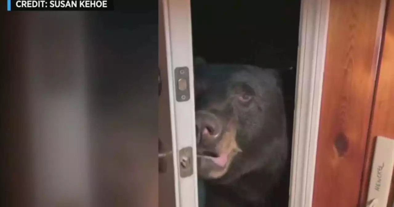 See It: Bear Closes Front Door At New Jersey Homeowner's Request