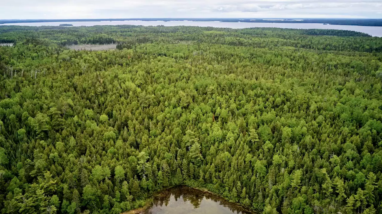 Major Toilet Paper Makers Are Wiping Out the Climate-Critical Boreal Forest