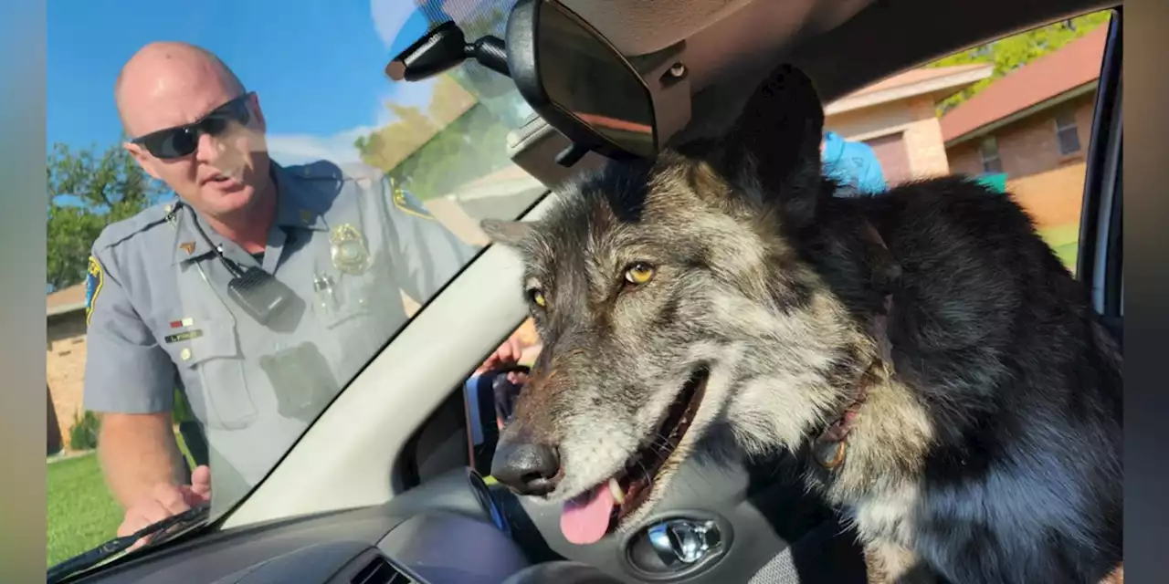 ‘Big bad wolf’? Police capture pet wolf spotted near daycare