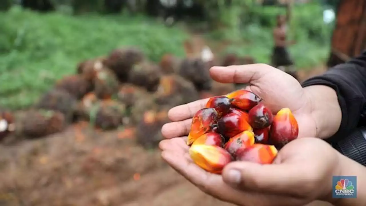 Prank CPO Kali Ini, Harganya Nyungsep Setelah Melesat 5%