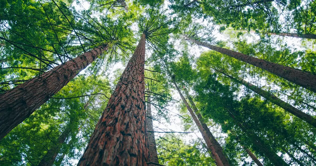 Opinion | The Climate Solution Standing Right in Front of Us: Mature and Old-Growth Forests