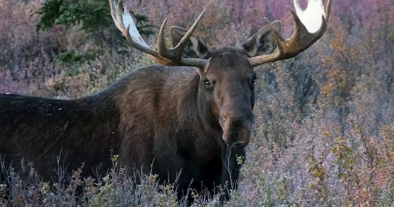 Hunter attacked by moose after attempting to bow-hunt it