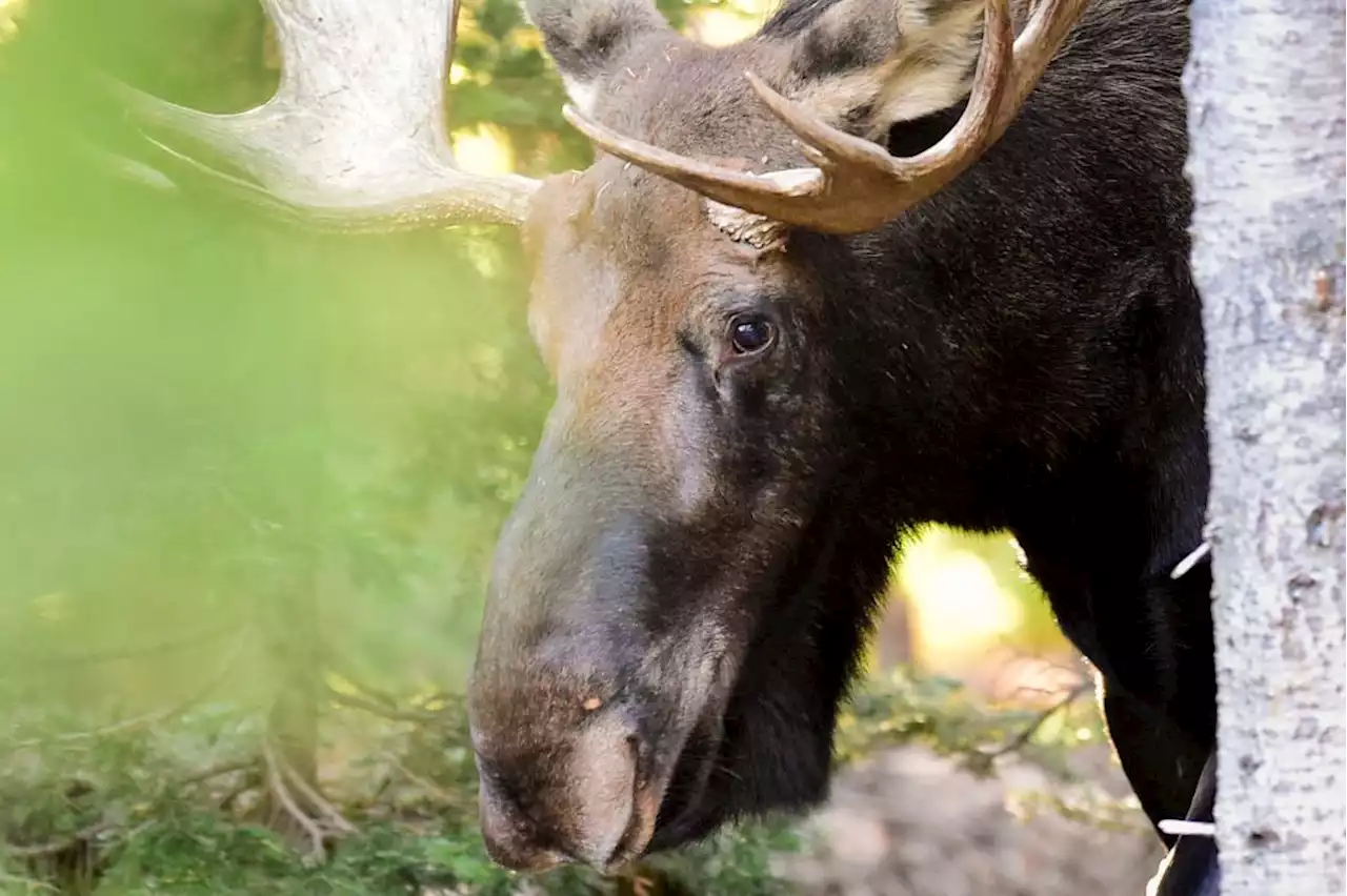 Bull moose leaves hunter with life-threatening injuries in Larimer County