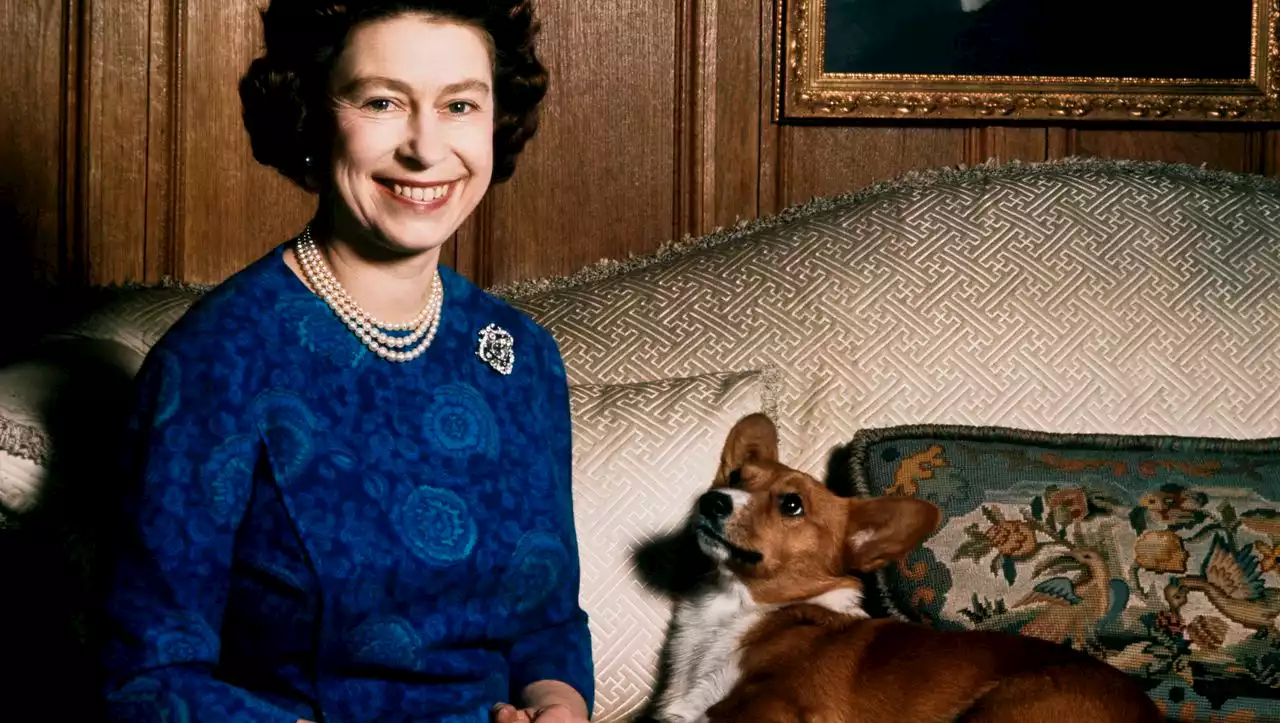 (S+) Queen Elisabeth II.: Was die Vernarrtheit in Corgis über den Charakter der Königin erzählt