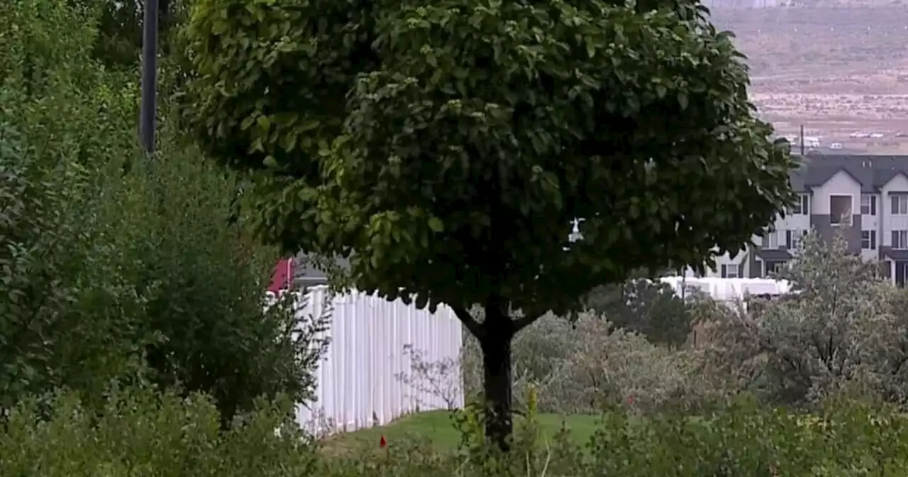 Lehi City removing hundreds of trees in multiple neighborhoods