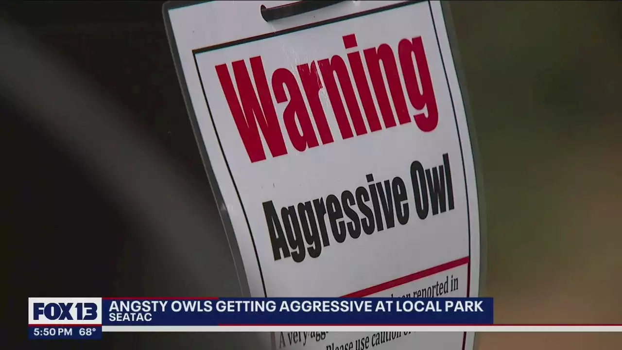 'Beware': SeaTac warns people about 'aggressive' owl at park