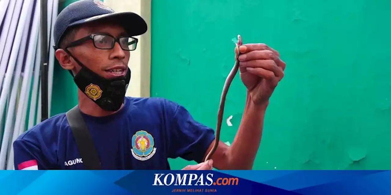 8 Anak Ular Kobra Ditemukan Berkeliaran di Rusunawa Lumajang, Penghuni Ketakutan