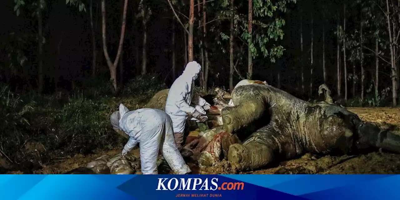 Perkebunan Sawit Ilegal Sebabkan Hutan Mukomuko Bengkulu Kritis hingga Matikan Habitat Gajah