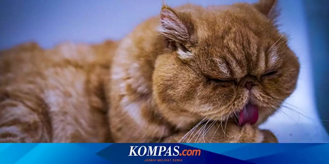 Plus Minus Memelihara 5 Ras Kucing Ini, Ada Kucing Persia