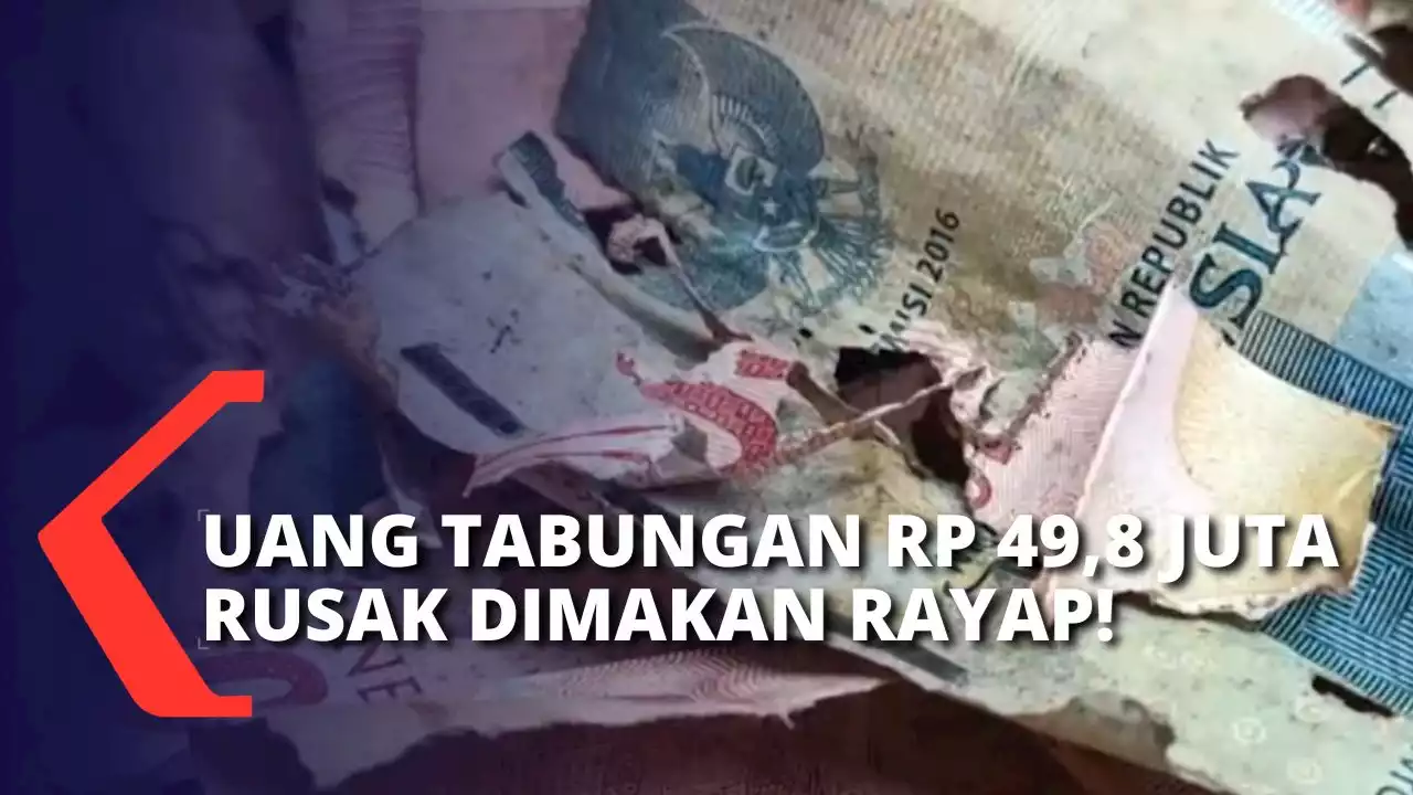 Ditabung untuk Haji bersama Keluarga, Uang Rp 49,8 Juta Rusak Dimakan Rayap!