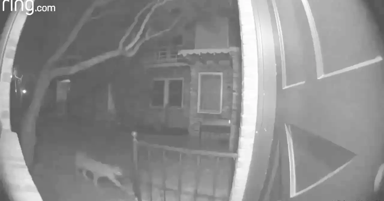 San Mateo police share footage of mountain lion walking in residential area