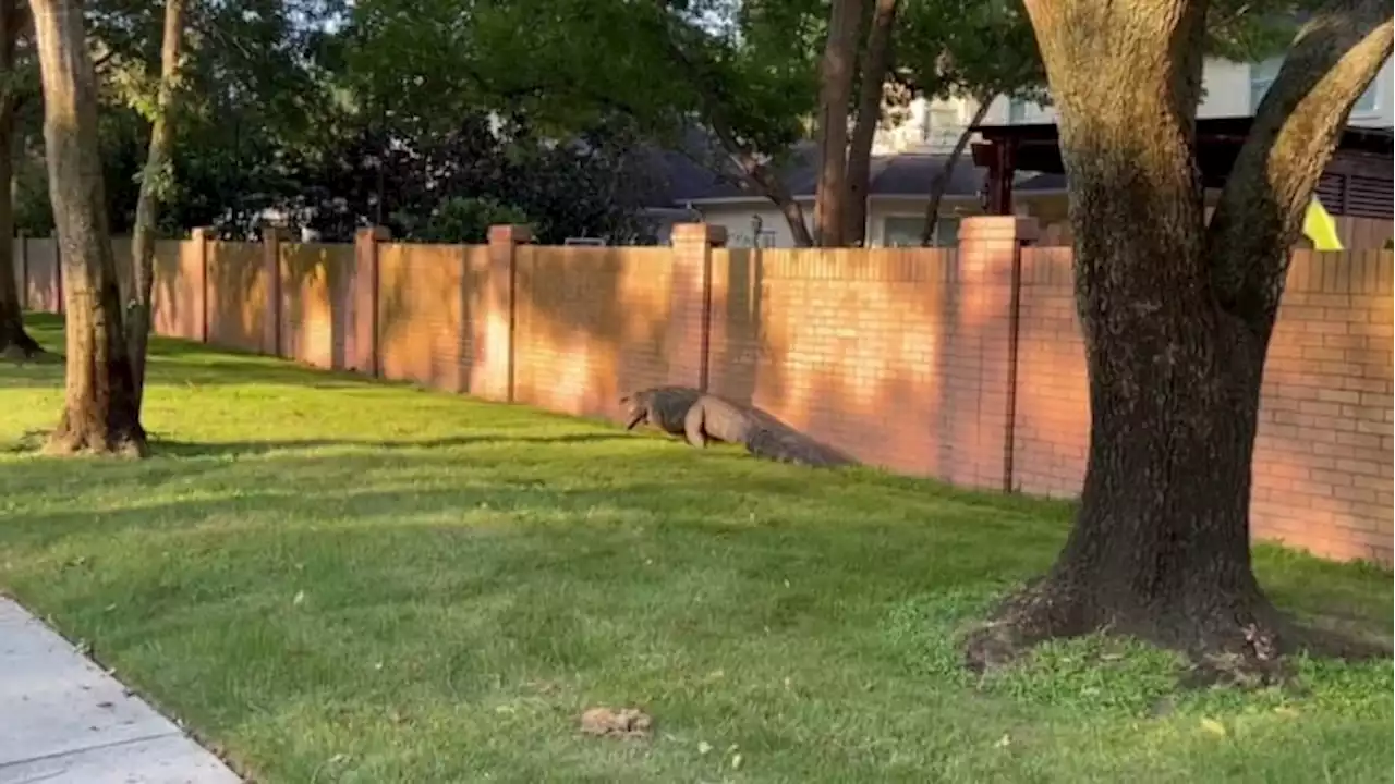 400-pound alligator spotted strolling through Texas neighborhood