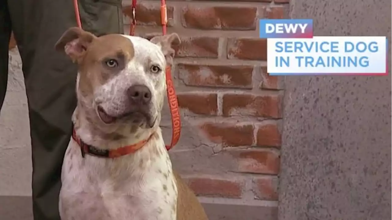 Shelter pup turned service dog unites with local veteran