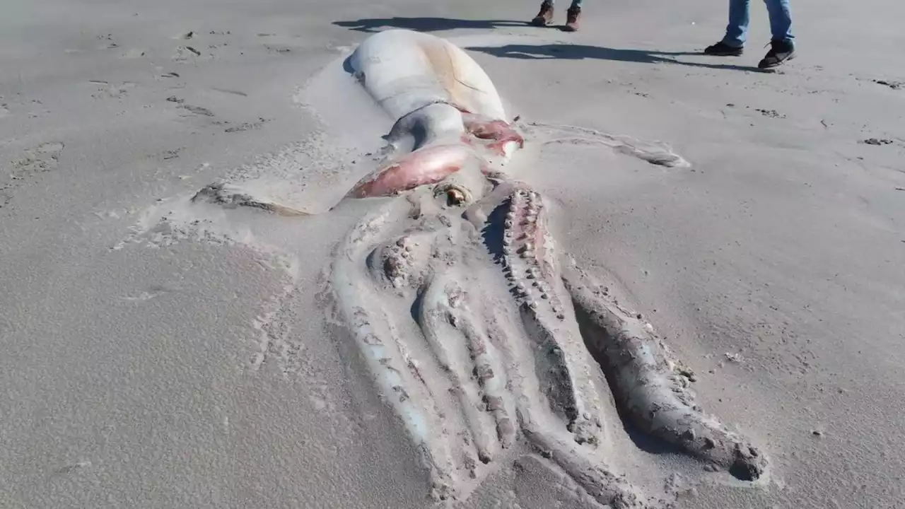 Giant squid corpse with half-eaten tentacles stuns tourists on New Zealand beach