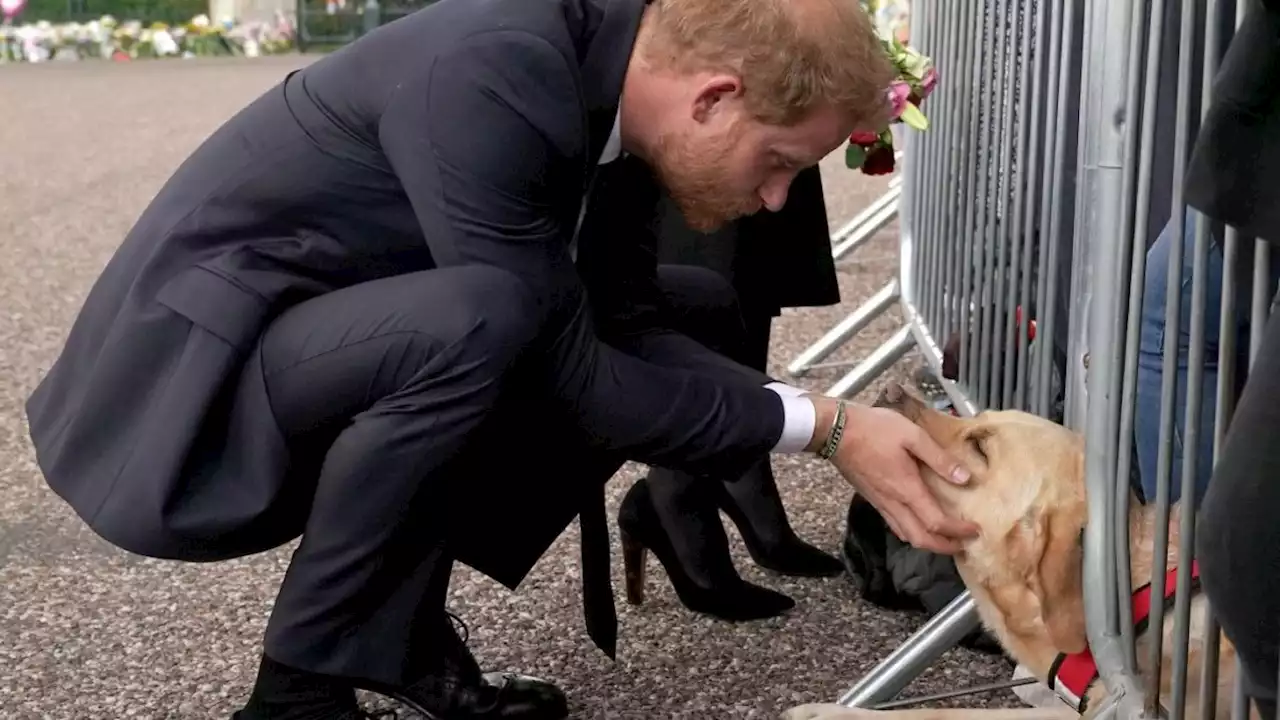 Prince Harry Was Comforted by a Sweet Puppy During Windsor Walkabout