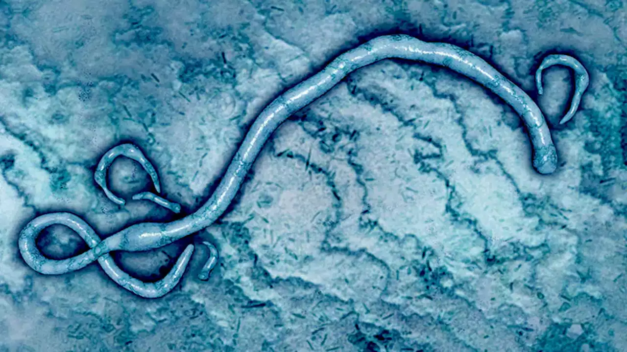 Ebola: New WHO Treatment Recommendations