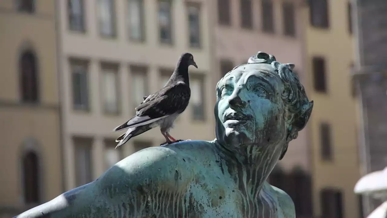 Arnaque à la fiente de pigeon : cette escroquerie qui vise les personnes âgées de retour en France