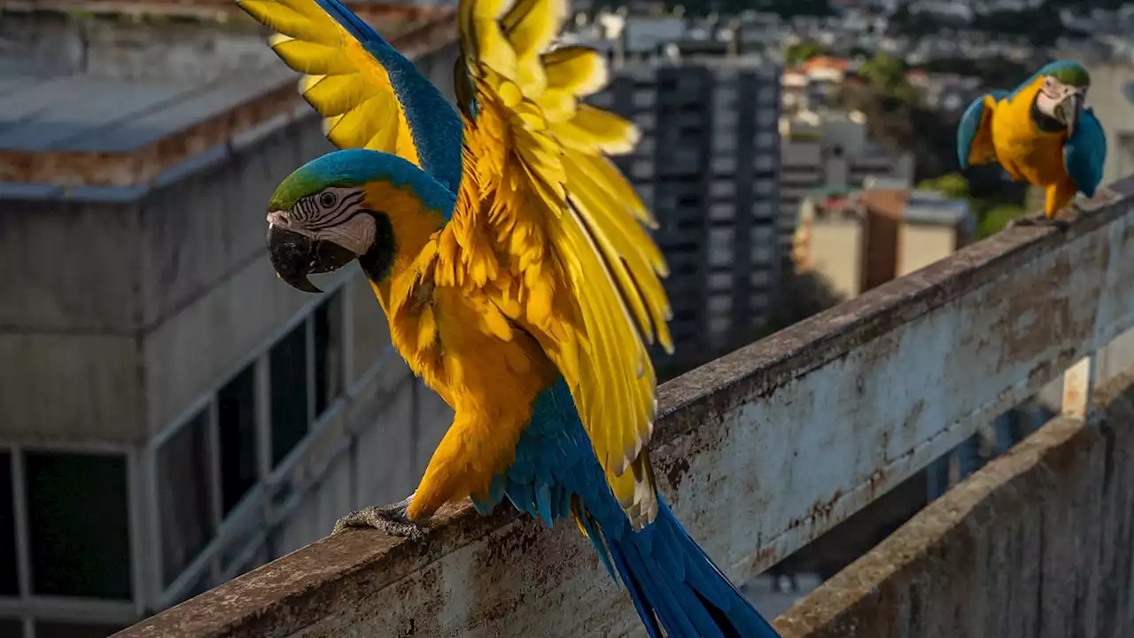 Meet the beloved macaws of Venezuela’s capital