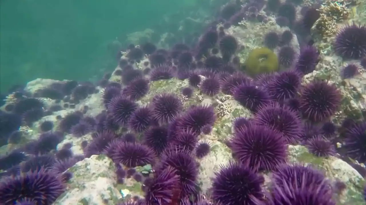 Purple Sea Urchin Population Explodes in Northern Coast