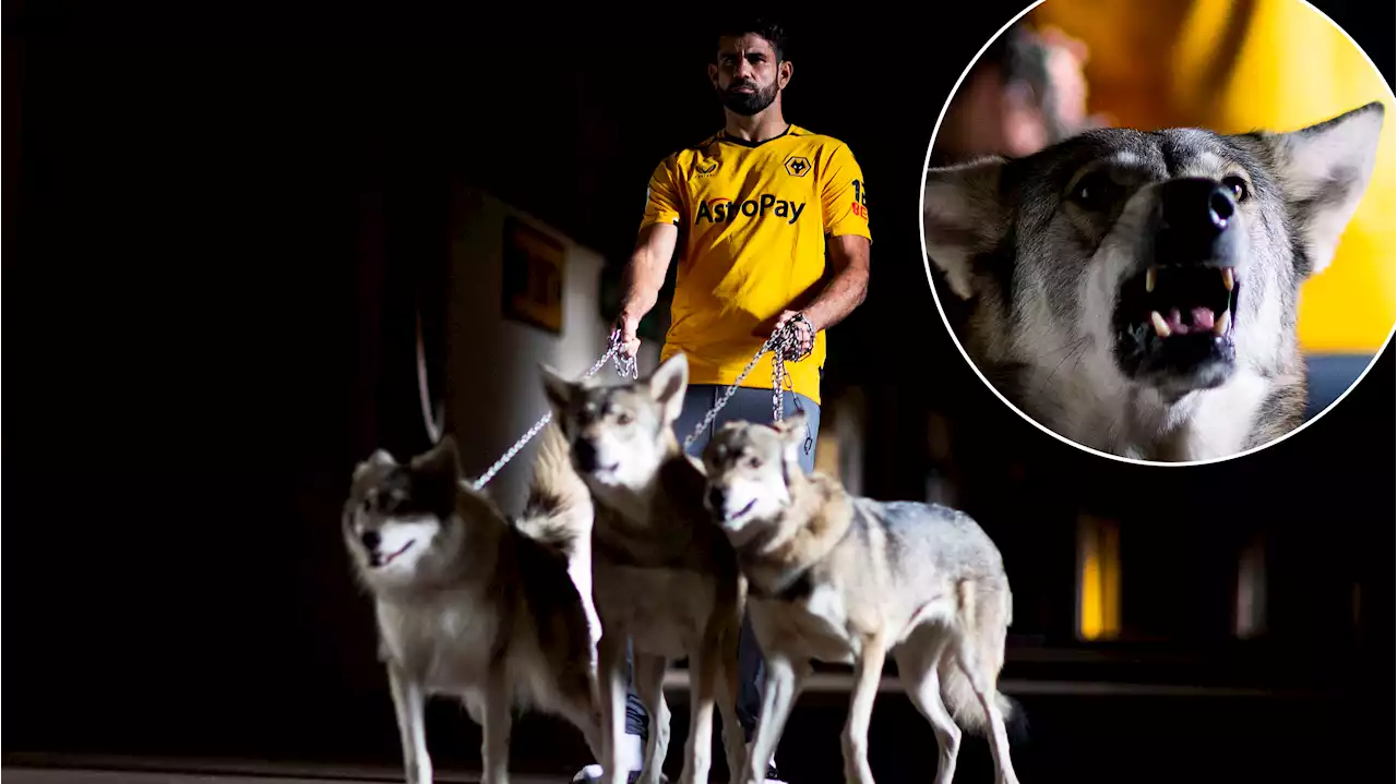 Wolverhampton Introduces Diego Costa With Pack of Actual Wolves