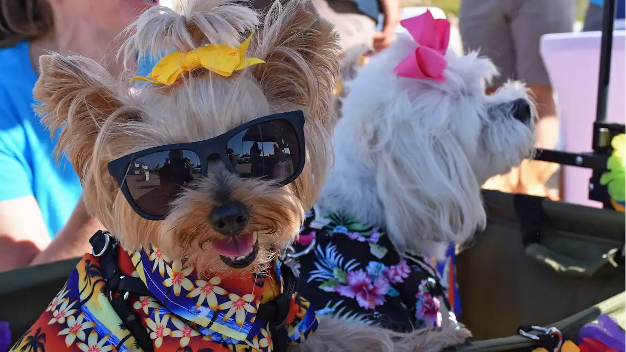 Damp Pups to Deliver Smiles at the Surf Dog Surf-a-Thon