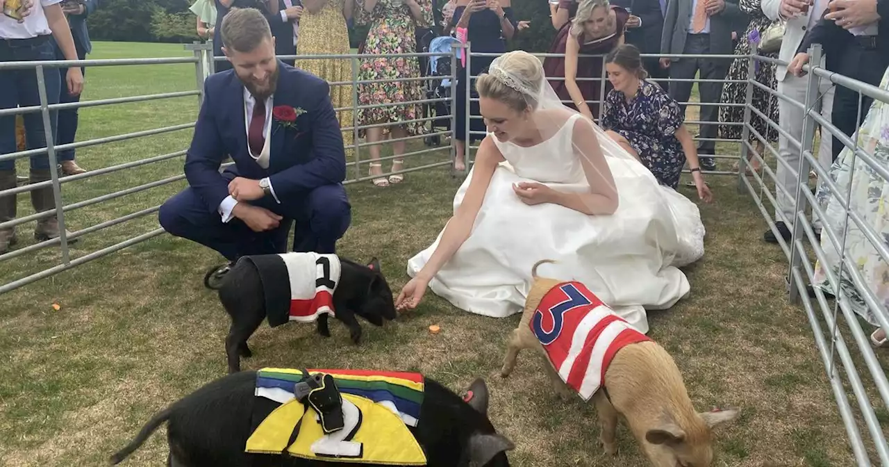 Stowe wedding has micro pig racing on the lawn at request of bride and groom