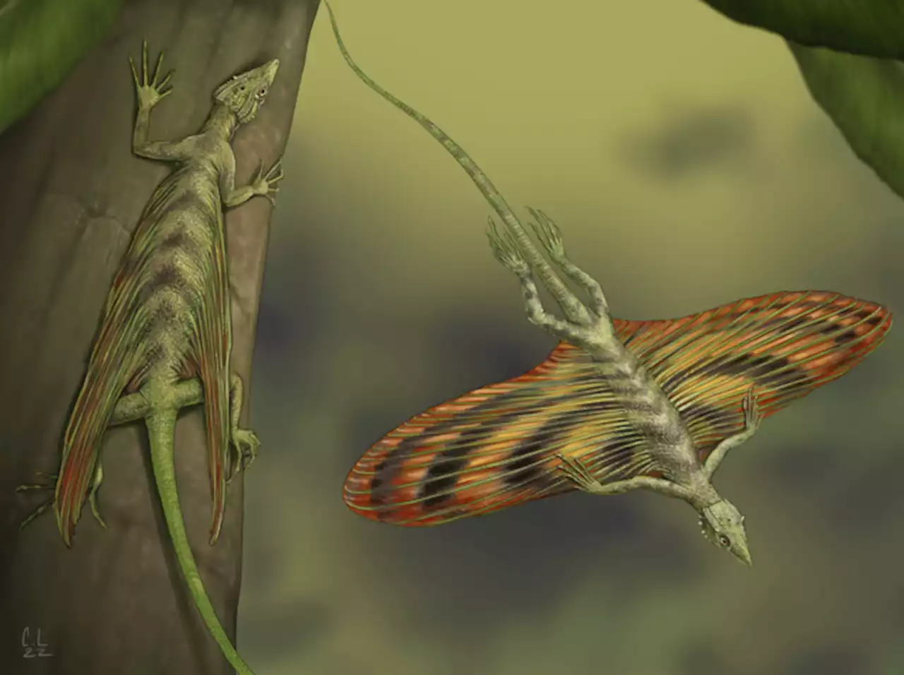 These tiny 'dragons' flew through the trees of Madagascar 200 million years ago