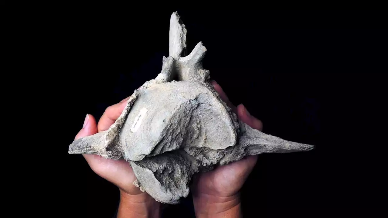 This whale fossil could reveal evidence of a 15-million-year-old megalodon attack