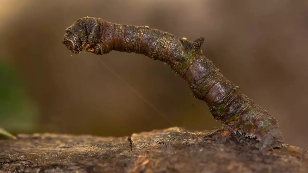 Not all camouflage is equal. Here are prey animals’ best options