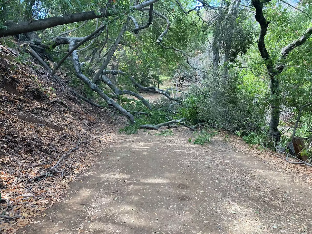 3 women injured when 50-foot-tall oak tree falls at Bay Area park