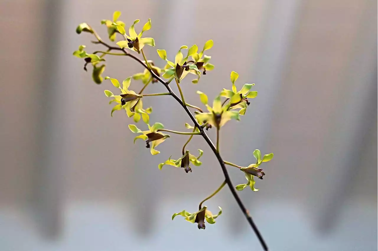 Orchid named for the queen