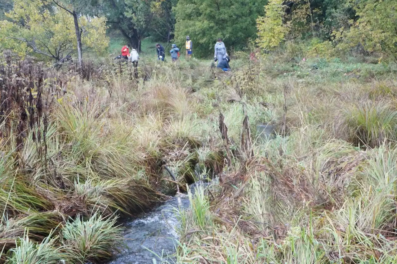 Live along Junction Creek? Take part in the Natural Edge Program