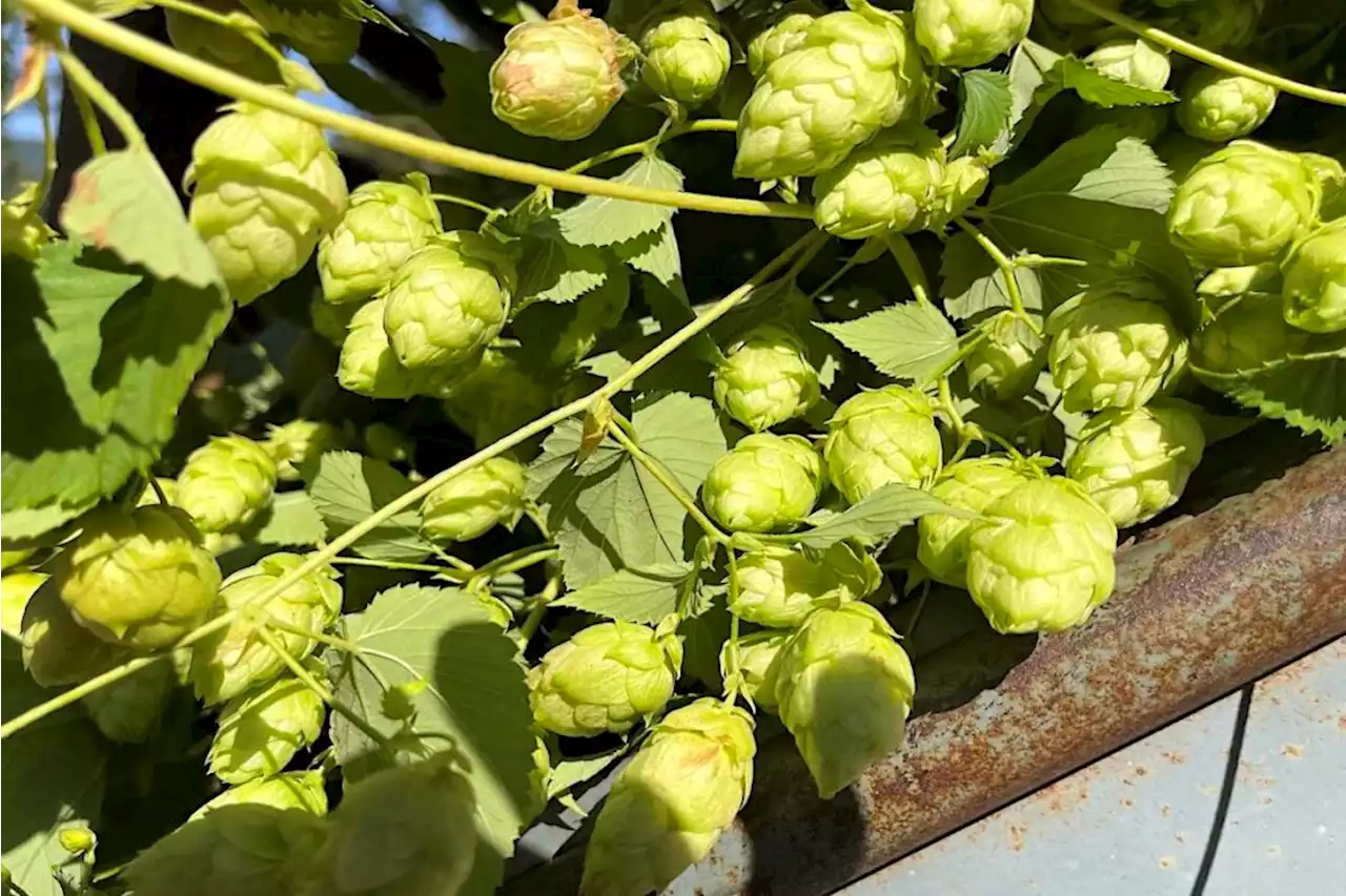 Hops harvested from tiny farm near Chilliwack behind the taste of Molson Coors beer – Terrace Standard